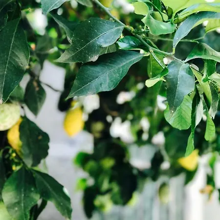Apartament Little Lemon Garden La Spezia